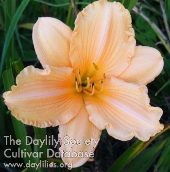 Daylily Coral Dawn